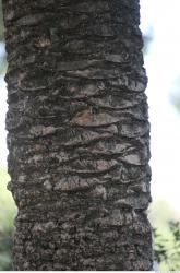 Tree Bark